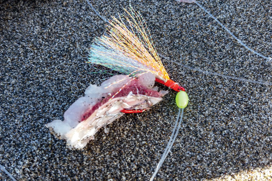 Surfcasting for Gurnard The Fishing site